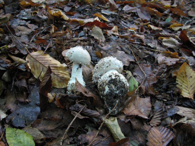 Amanita Echinocephala